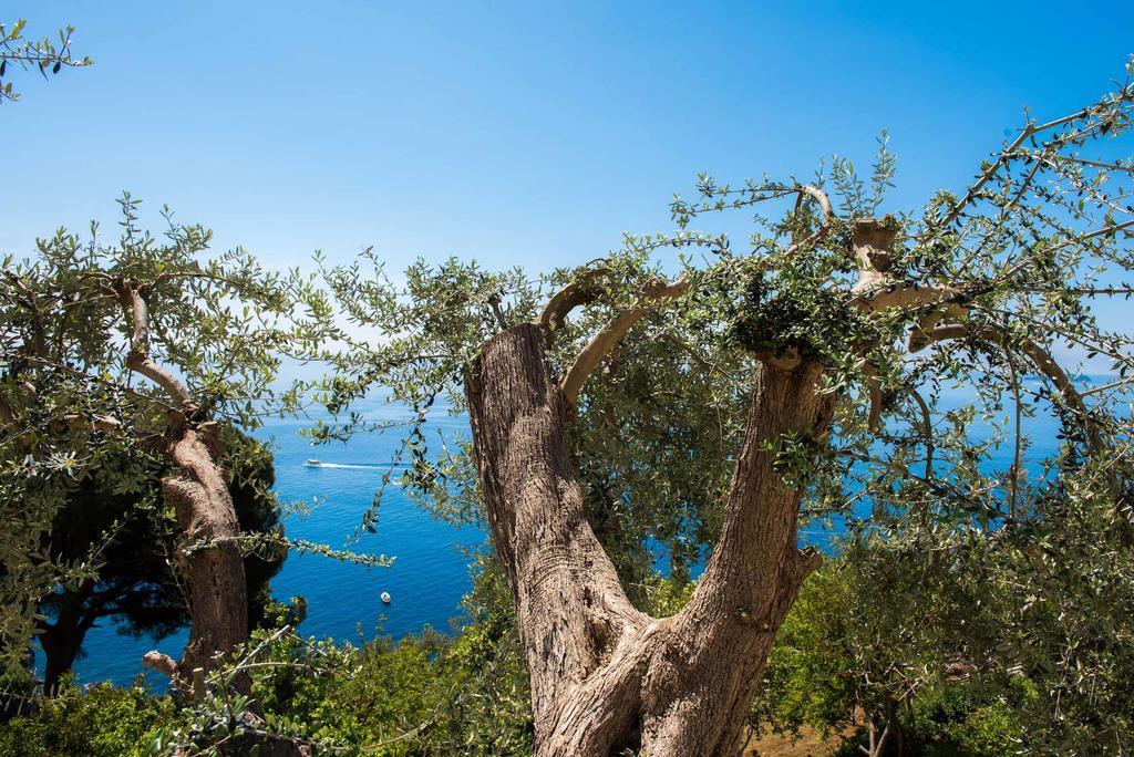 Villa De Rosa Ποζιτάνο Εξωτερικό φωτογραφία